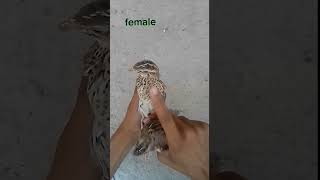 Difference between male and female quail/ #friendsology #quail #male female #pet lover