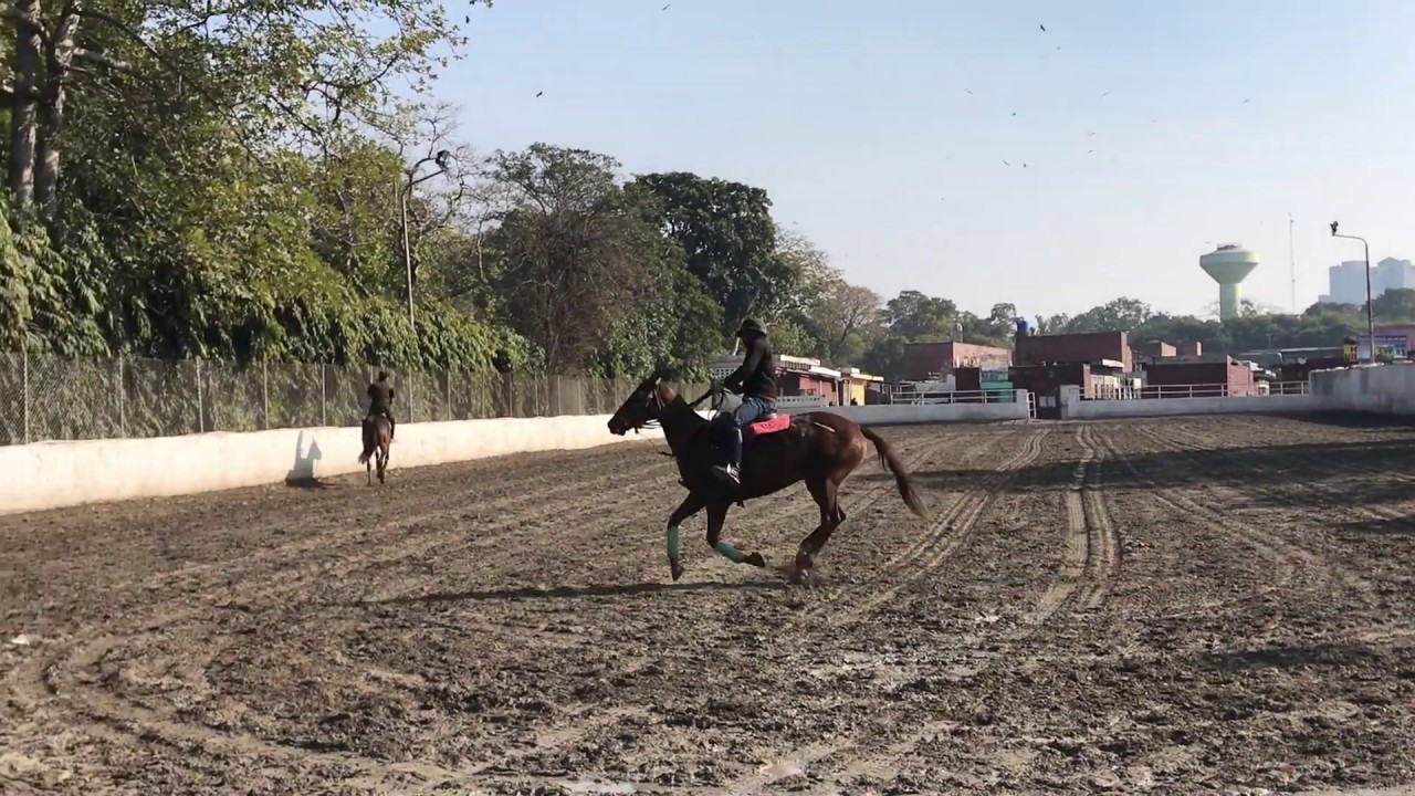Horse Riding Club in Race Course, Lahore for all age groups. Learn