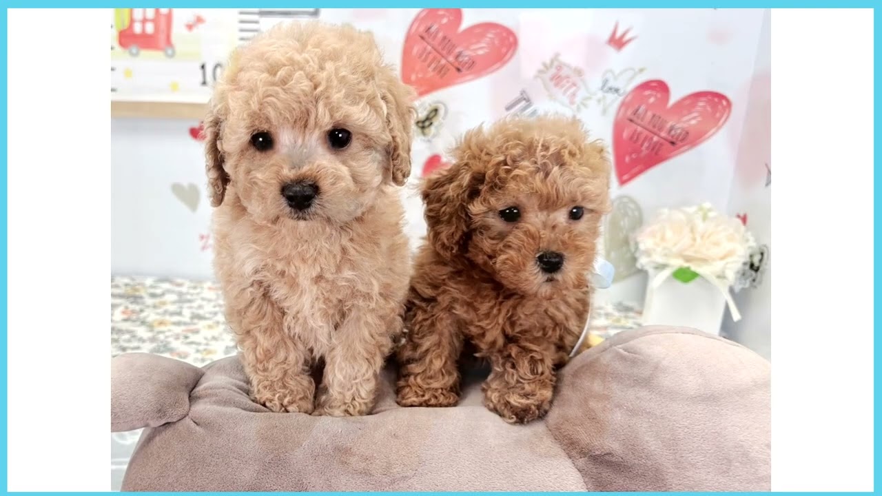 ペットショップcoo&riku No.00746977 T・プードル - YouTube