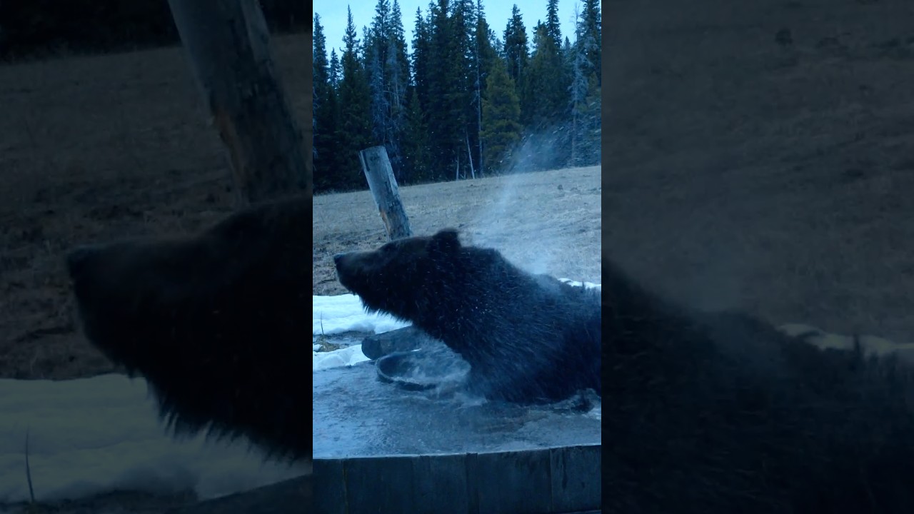 Grizzly Hot Tub!