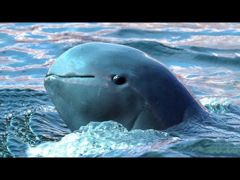 فيديو: دلفين البحر الأسود قاروري الأنف هو نوع متطور للغاية من الثدييات البحرية