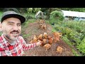 Move MEAT Chickens in the garden for BETTER food NEXT YEAR