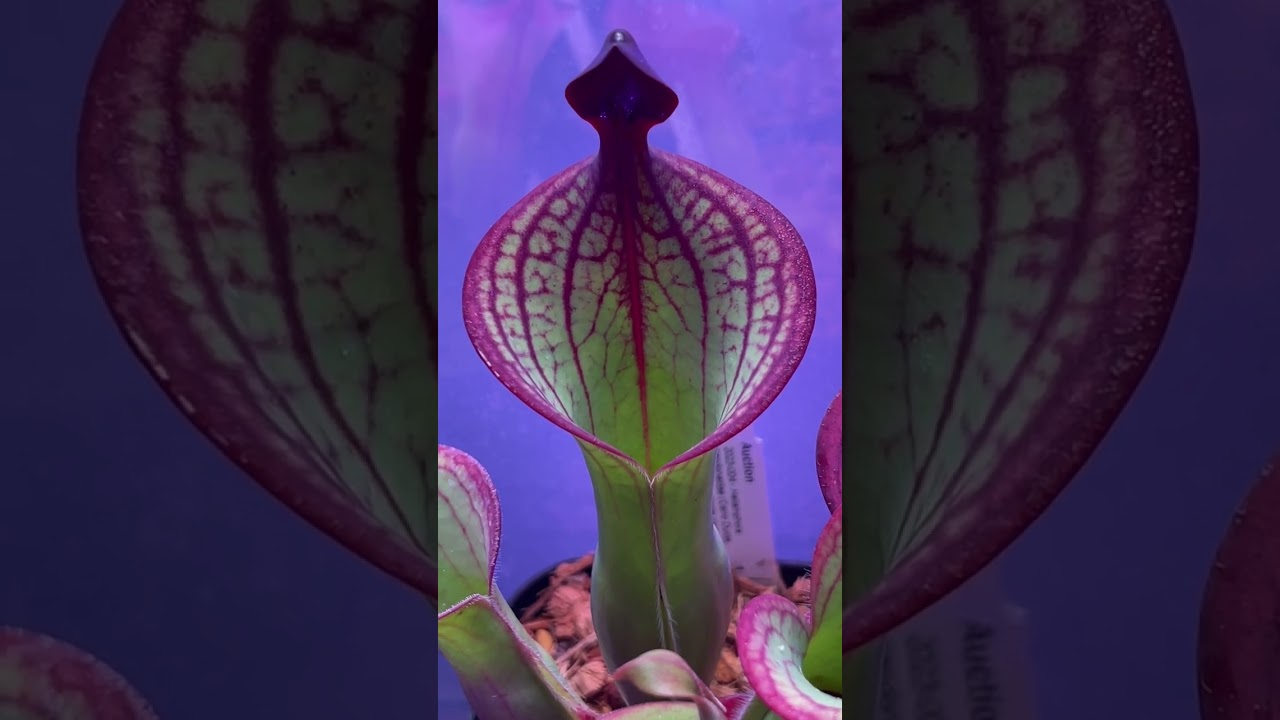 170 #Heliamphora #macdonaldae #ISC #AW / #ヘリアンフォラ