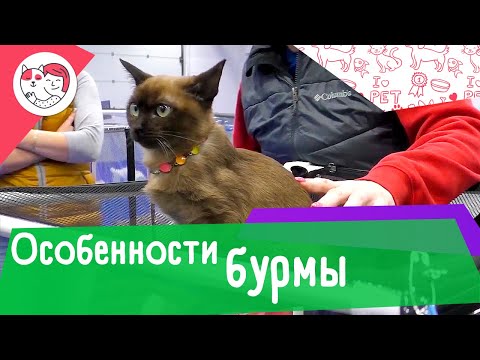 4 особенности породы бурманская кошка