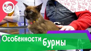 4 особенности породы бурманская кошка