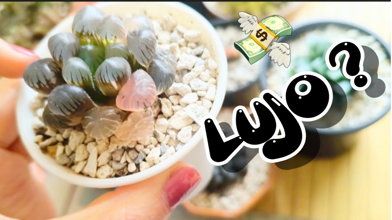 Suculentas COSTOSAS! 💸 | ¿Valen la pena?🤔