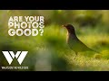 How do you know if your photos are good?