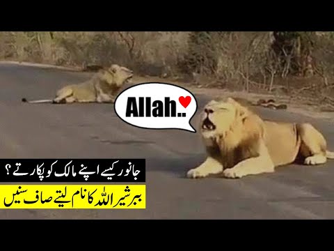 Animals Saying Allah's Name That Will Make You To Say SubhanAllah