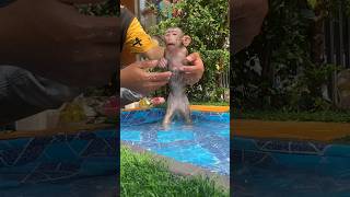 Time taking a bath to baby monkey #love #shortsvideo #cute #monkeys #shrots #youtubeshorts