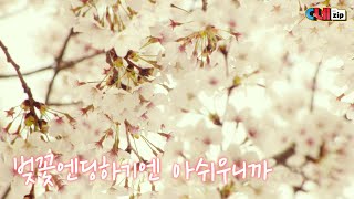 🌸 벚꽃 이대로 못 보내 ㅜ 랜선으로 한번 더 (*´◡`*) 영화 속 봄날 모음 [C네zip]