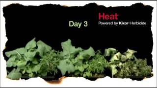 Heat - Time Lapse
