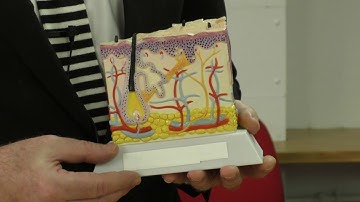 Fundamentals of Biomedical Science: Mohs Micrographic Surgery