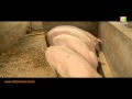 Smart Farm: Pig Farming