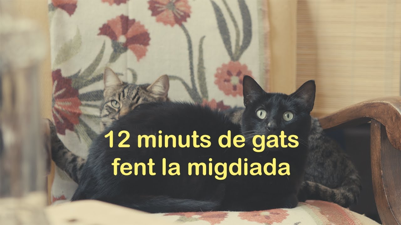 [ASMR visual] 12 minuts de gats fent la migdiada