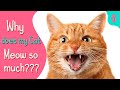 Why does my Cat MEOW so Much and so Load? | Furry Feline Facts