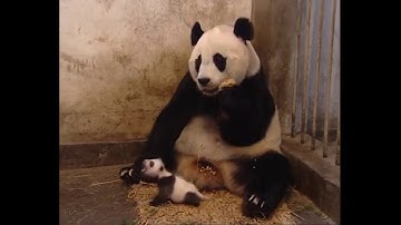 Sneezing panda X  Timmy Trumpet & Savage - Freaks (Official Video)