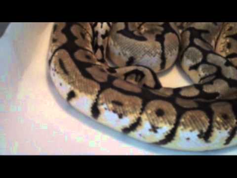 Bumble Bee Ball Pythons