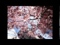 2014/04/12 新曲「信じる力」haropuro14応援歌 by kanade_yasu & ma