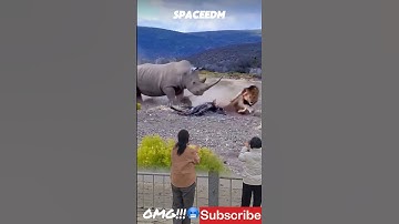 OMG! THE MOMENT A LION APPROACHES A RHINO, BUT THE RHINO DOESN