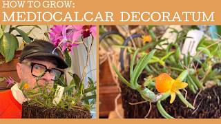 How to grow Mediocalcar decoratum...a miniature cool growing orchid!!