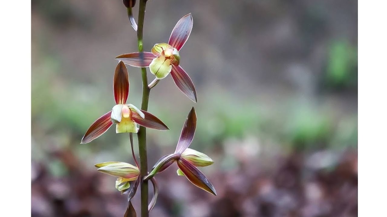 Địa lan bông lý, cây rừng mà đẹp - 0949261918