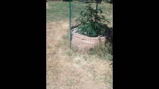 My medical garden July 20th 2016
