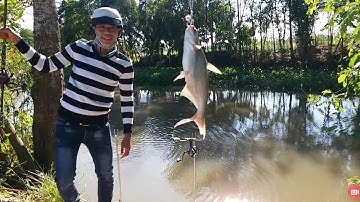 Câu Cá Tra Sông| Nước kém bãi huyền thoại cá vẫn Pen cần liên tục, Tập 7 - Hậu Cao Lãnh