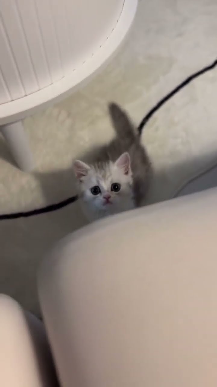 Très mignon petit chaton