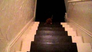 Alfred Catdog Playing Fetch