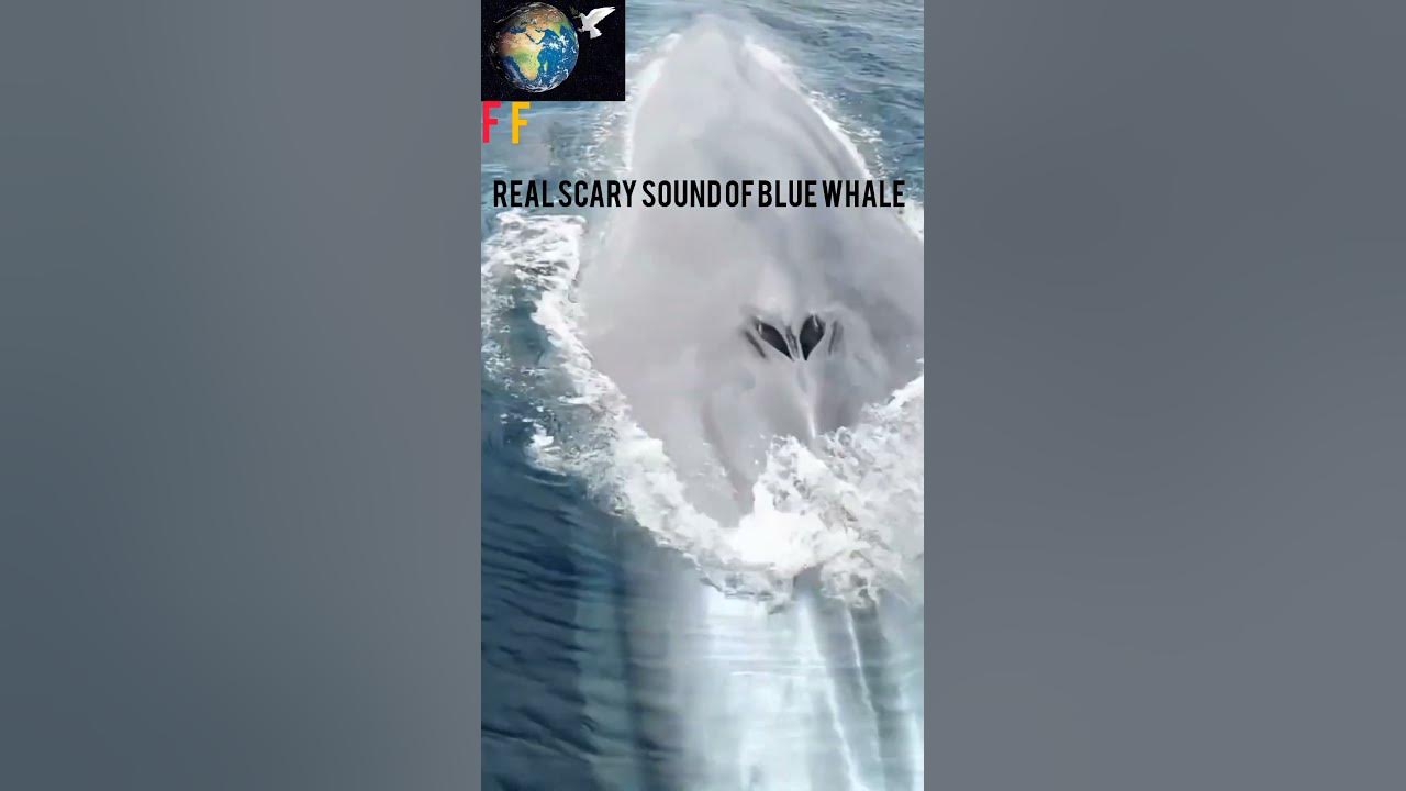BIGGEST BLUE WHALE REAL SCARIEST SOUND /FACTS FACTORY WITH SAAD - YouTube