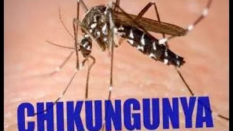 What you need to know about Chikungunya Virus!