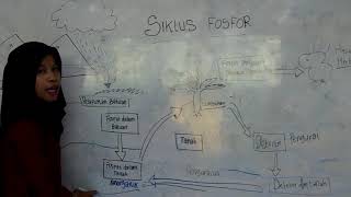 Materi Pembelajaran Siklus Fosfor
