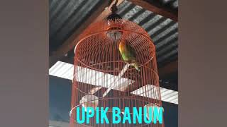 Download Lagu Lovebird gacor ngekek slow MP3