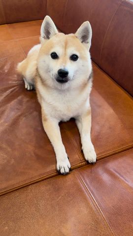 一発成功と言わんばかりの表情を見せる柴犬 #shibainu  #dog  #柴犬 #shiba  #犬 #柴犬のいる暮らし