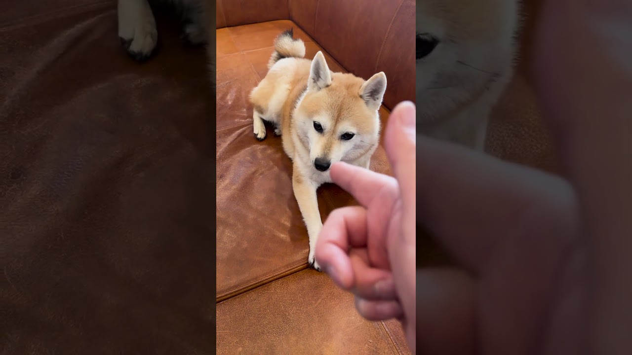 一発成功と言わんばかりの表情を見せる柴犬 #shibainu #dog #柴犬 #shiba #犬 #柴犬のいる暮らし