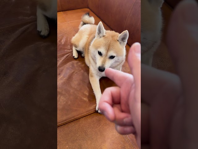 一発成功と言わんばかりの表情を見せる柴犬 #shibainu  #dog  #柴犬 #shiba  #犬 #柴犬のいる暮らし