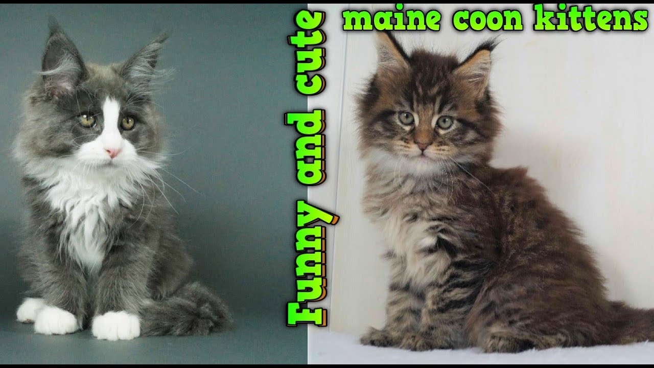Cute And Funny Maine Coon Kittens.  Must See Video Compilation!