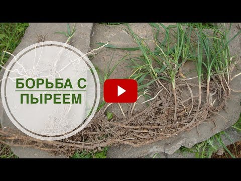 ХИТСАД ТВ полезные советы * ПЫРЕЙ ➡ Уничтожение сорняков в саду и огороде.