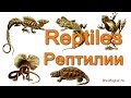 Рептилии на английском языке.  English Vocabulary - Reptiles.