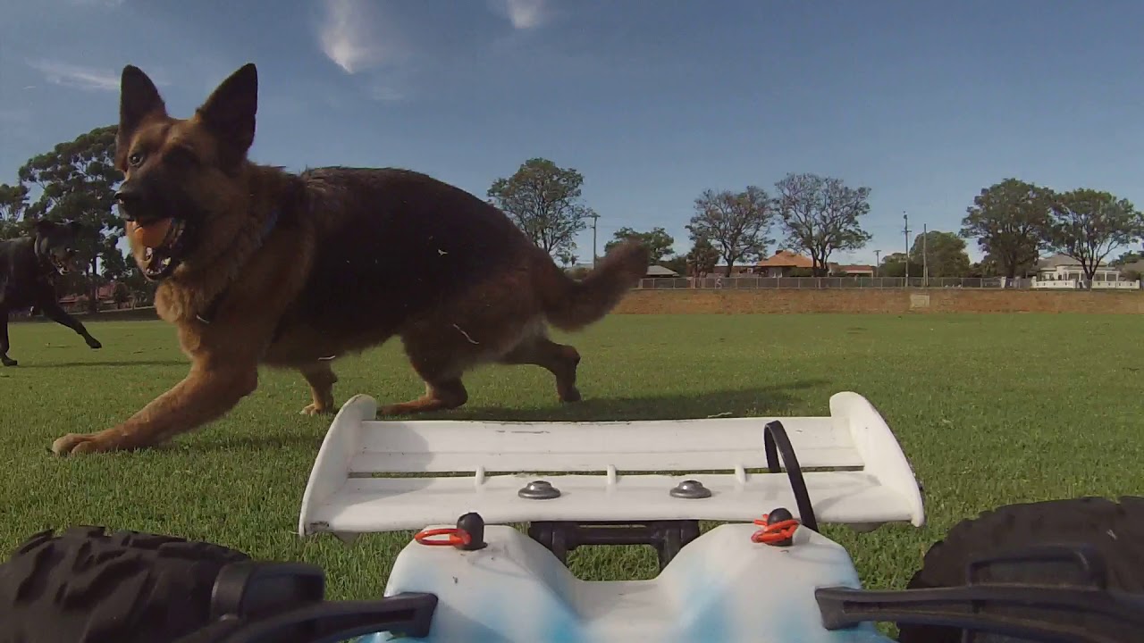 RC HyperST Being Chased By Park Dogs