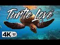 GoPro: Snorkeling with a Sea Turtle | TURTLE LOVE in 4K 60FPS