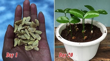 Cách nhân giống cây bưởi từ hạt khô | Propagating grapefruit trees from seeds