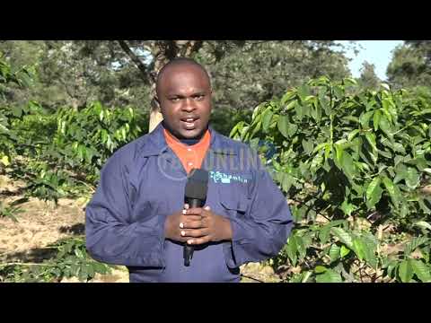 Video: Kutunza Miti ya Ndizi: Taarifa Kuhusu Kupanda Migomba