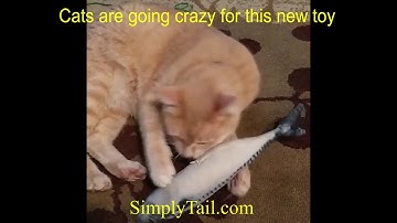 Cat Fish Toy