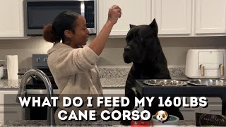 What I Feed My 160lbs Cane Corso 🐶