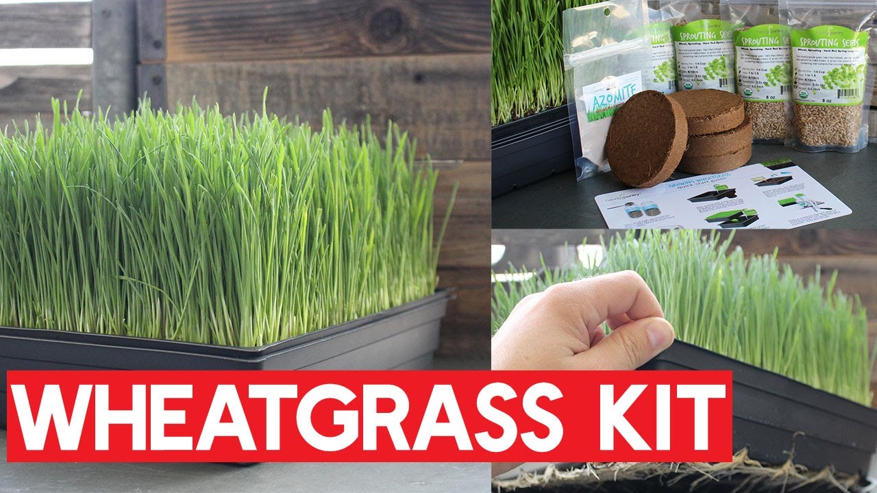 Seed Sprouter Tray 5Pcs Germination Wheatgrass Cat Grass Microgreens Growing Kit 