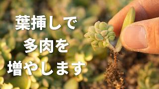 716 [Now's Your Chance] Propagate Even Your Stubborn Succulents