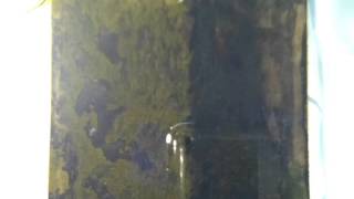 Attostat Half Plate Corrosion Test