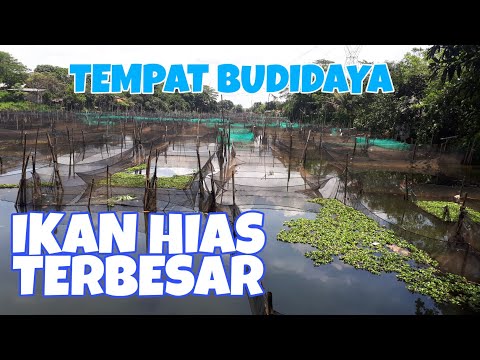 Video: Cara Menanam Jaring Ikan