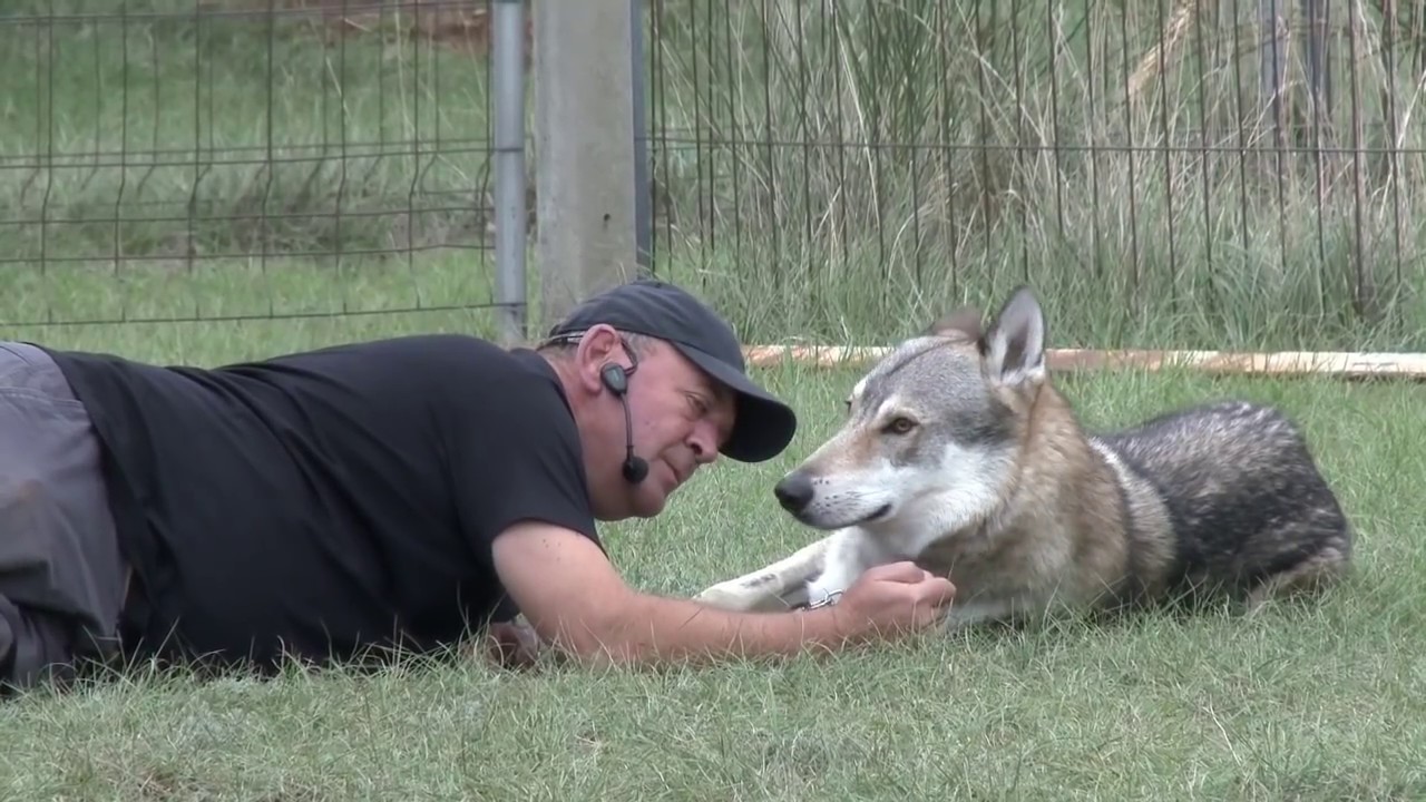 Chien Loup Tcheque Peur Youtube